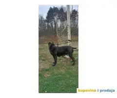 Cane corso zenka