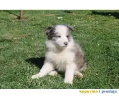 Štenci Border collie