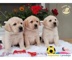 Labrador Retriver TOP PONUDA