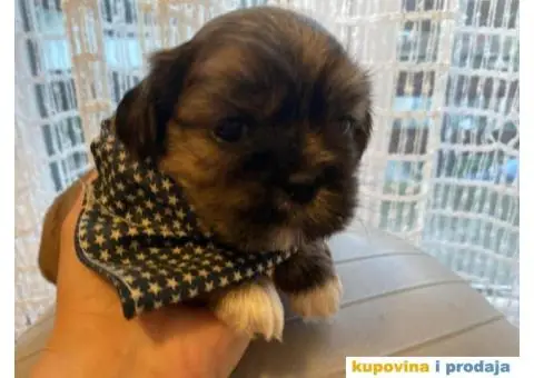 SHIH TZU štenci - 7/13