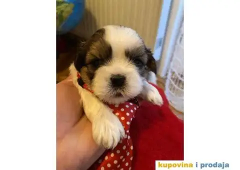 SHIH TZU štenci - 8/13