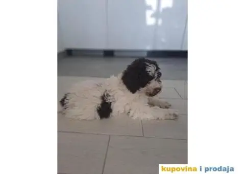 Na prodaju novo leglo LAGOTTO ROMANGOLO - 3/7