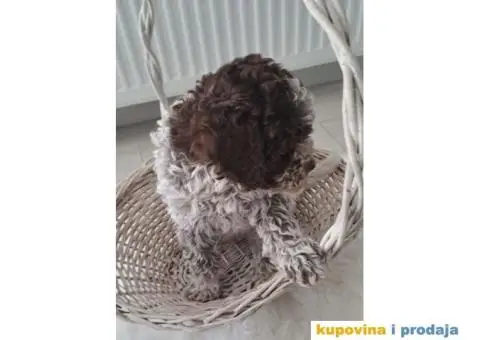 Na prodaju novo leglo LAGOTTO ROMANGOLO - 4/7