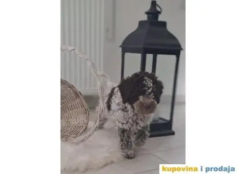 Na prodaju novo leglo LAGOTTO ROMANGOLO - 5/7