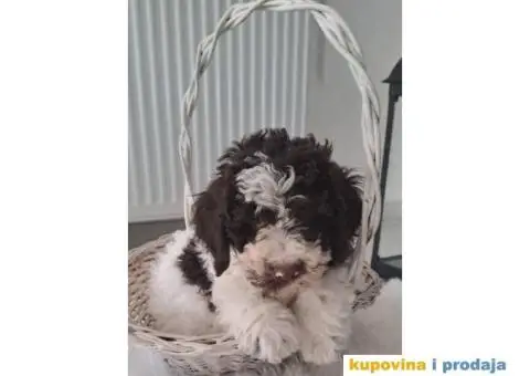 Na prodaju novo leglo LAGOTTO ROMANGOLO - 6/7