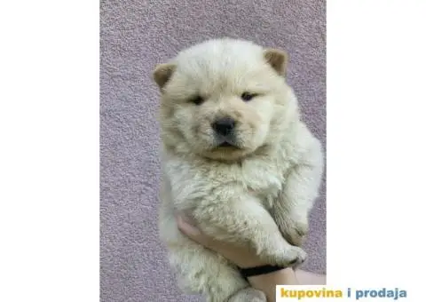 Chow Chow muzjaci - 1/10