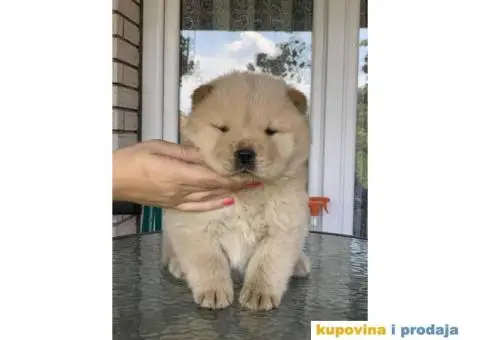 Chow Chow muzjaci - 3/10