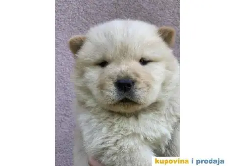 Chow Chow muzjaci - 4/10