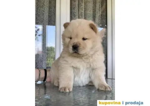 Chow Chow muzjaci - 6/10