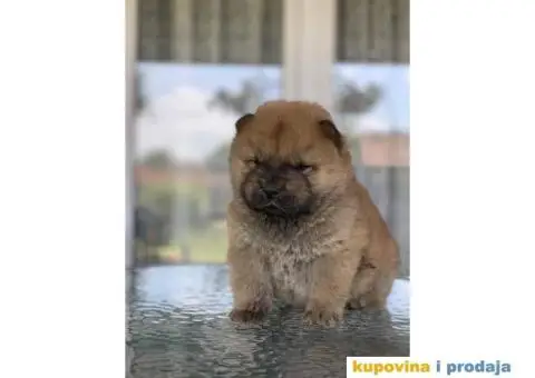 Chow Chow muzjaci - 7/10