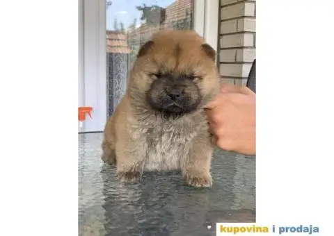 Chow Chow muzjaci - 9/10