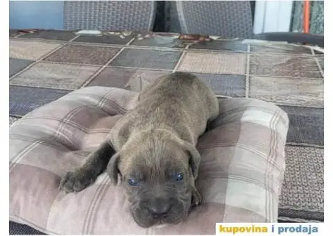 Cane Corso, rezervacija štenaca - 3/7