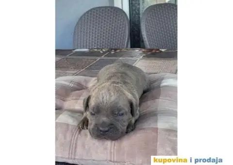 Cane Corso, rezervacija štenaca - 4/7