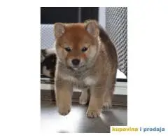 Shiba Inu prelepi štenci