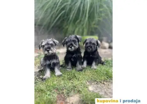 Patuljasti Šnaucer Miniature Schnauzer - 1/3