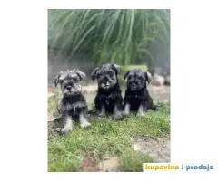 Patuljasti Šnaucer Miniature Schnauzer