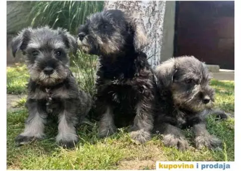 Patuljasti Šnaucer Miniature Schnauzer - 2/3