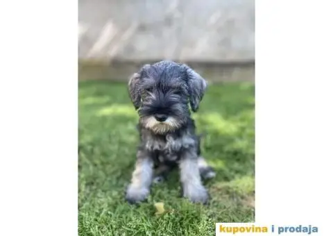 Patuljasti Šnaucer Miniature Schnauzer - 3/3