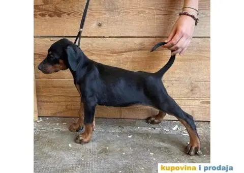 Doberman ženkice - 1/6