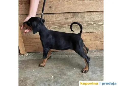 Doberman ženkice - 4/6