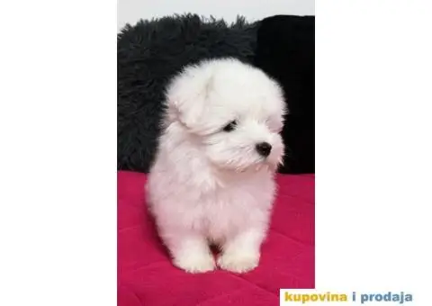 Coton de Tulear stenci - 1/8