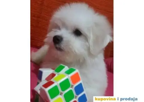 Coton de Tulear stenci - 3/8