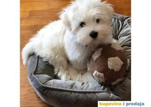 Coton de Tulear stenci - 4/8