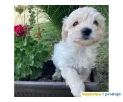 Maltipoo štenci