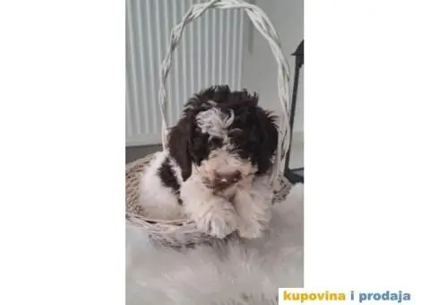 Lagotto Romagnolo štenci - 1/13