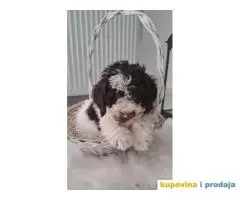 Lagotto Romagnolo štenci