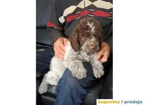 Lagotto Romagnolo štenci - 3/13