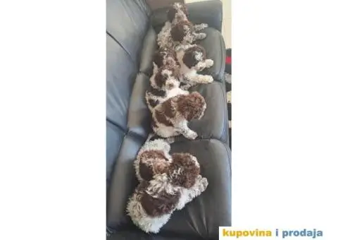 Lagotto Romagnolo štenci - 4/13