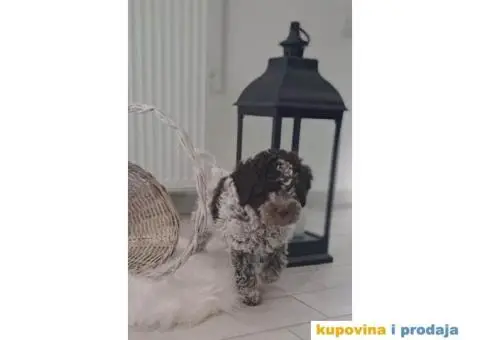 Lagotto Romagnolo štenci - 5/13