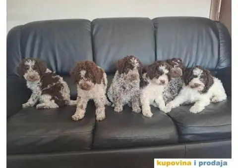 Lagotto Romagnolo štenci - 8/13