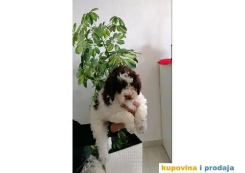 Lagotto Romagnolo štenci - 11/13