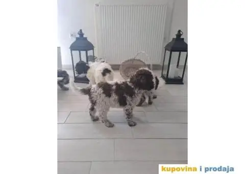 Lagotto Romagnolo štenci - 13/13