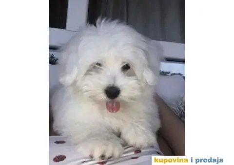 Coton de Tulear stenci - 2/8