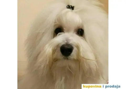 Coton de Tulear stenci - 6/8