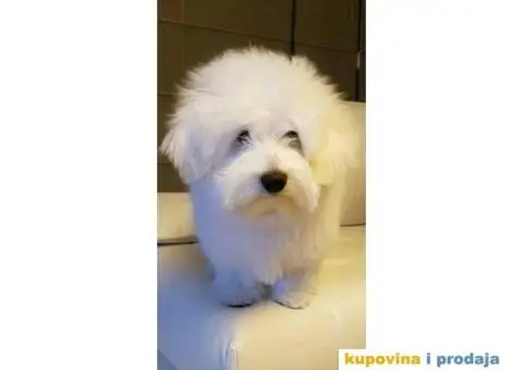 Coton de Tulear stenci - 7/8