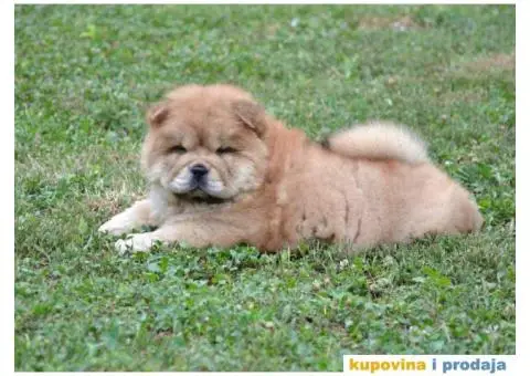 Na prodaju stenci CHOW CHOW, stari dva meseca - 5/10