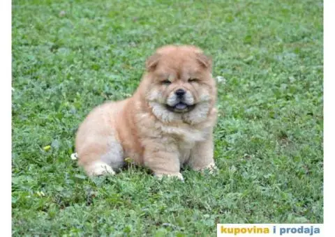 Na prodaju stenci CHOW CHOW, stari dva meseca - 6/10