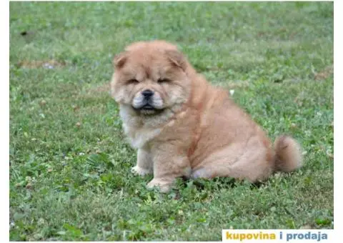 Na prodaju stenci CHOW CHOW, stari dva meseca - 8/10