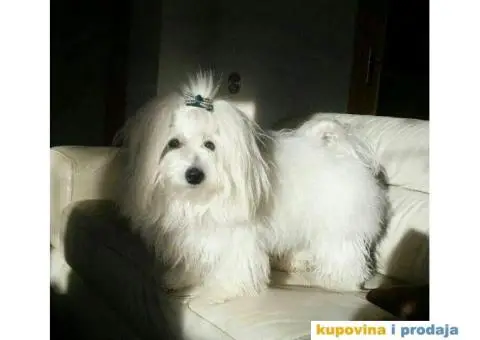 Coton de Tulear stenci - 5/8