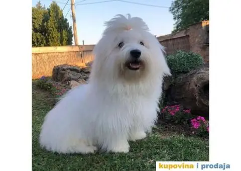 Coton de Tulear stenci - 8/8