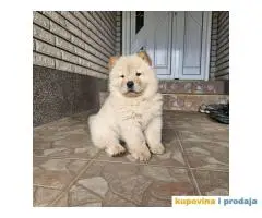 Chow Chow muzjaci