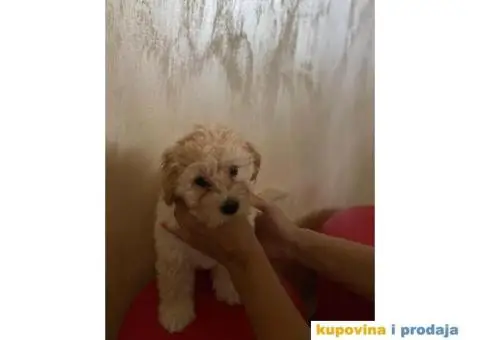 Maltipoo štenci - 3/9