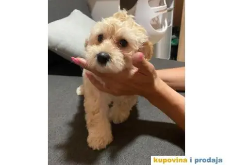 Maltipoo štenci - 5/9