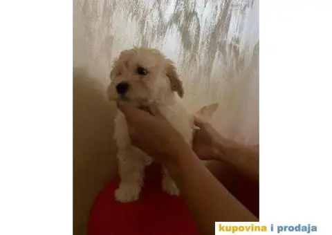 Maltipoo štenci - 8/9