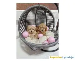 Preslatke bebice MALTIPOO