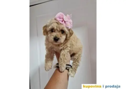 Preslatke bebice MALTIPOO - 2/4